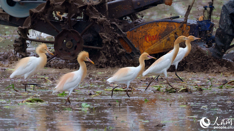 Egrets enjoy the atmosphere of working agricultural machines in fields in SE China's Fujian