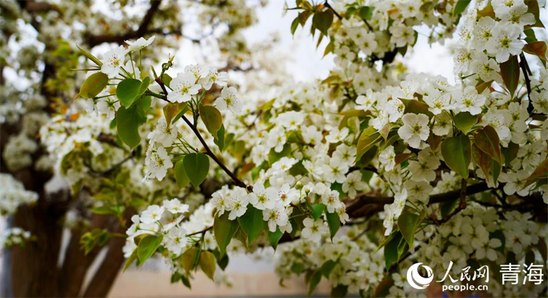 In pics: Beautiful pear flowers attract tourists in NW China's Qinghai