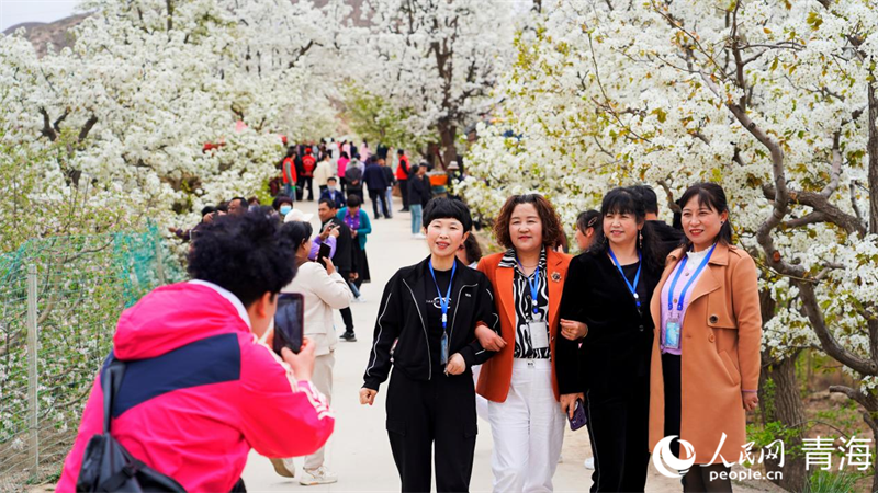 In pics: Beautiful pear flowers attract tourists in NW China's Qinghai