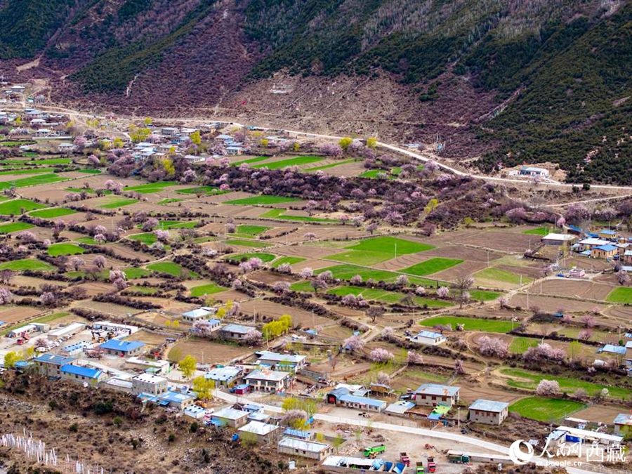 In pics: Blooming peach flowers in Lhari county, SW China's Xizang