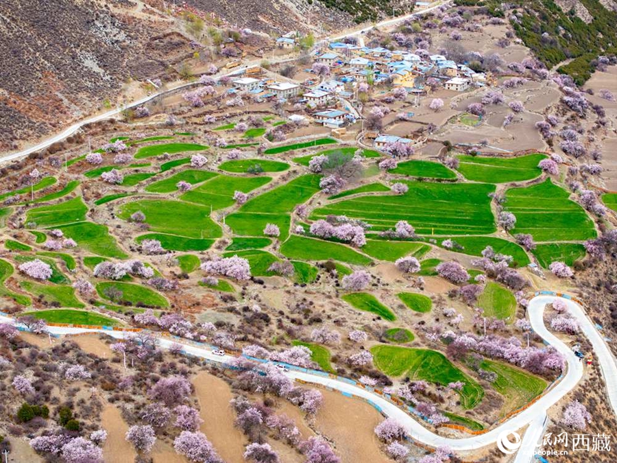 In pics: Blooming peach flowers in Lhari county, SW China's Xizang