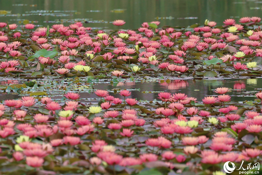 Two-colored water lily blooms in SE China's Xiamen