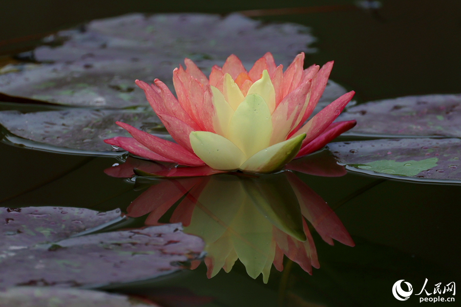 Two-colored water lily blooms in SE China's Xiamen