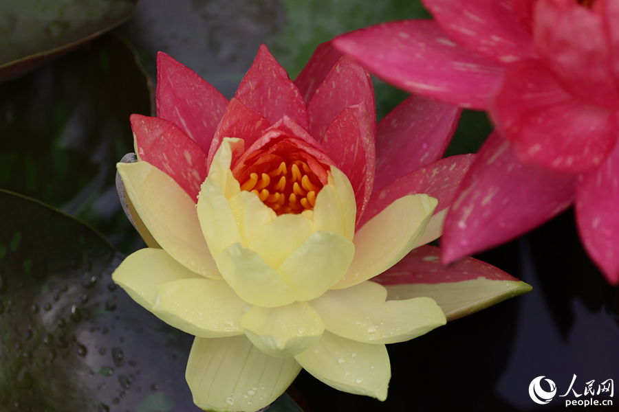 Two-colored water lily blooms in SE China's Xiamen