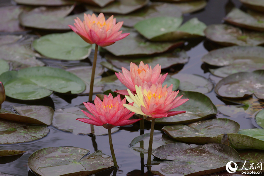 Two-colored water lily blooms in SE China's Xiamen