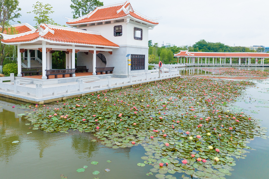 Two-colored water lily blooms in SE China's Xiamen
