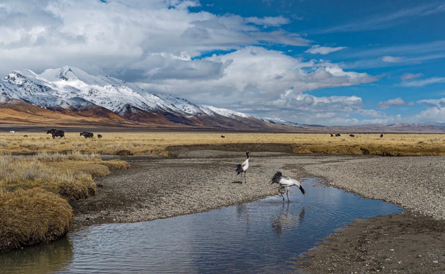 In pics: Breathtaking beauty showcases Xizang's ecological conservation results