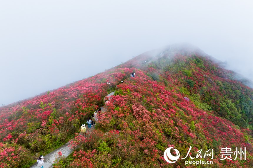 Azalea flowers attract tourists in SW China's Guizhou