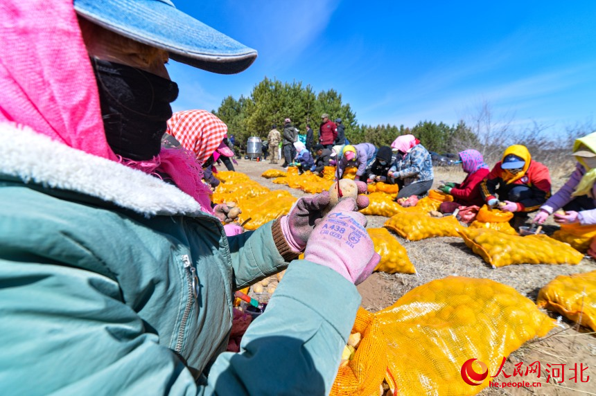 Farmers plant potatoes in N China's Hebei