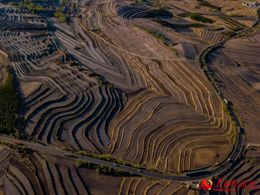 Farmers plant potatoes in N China's Hebei