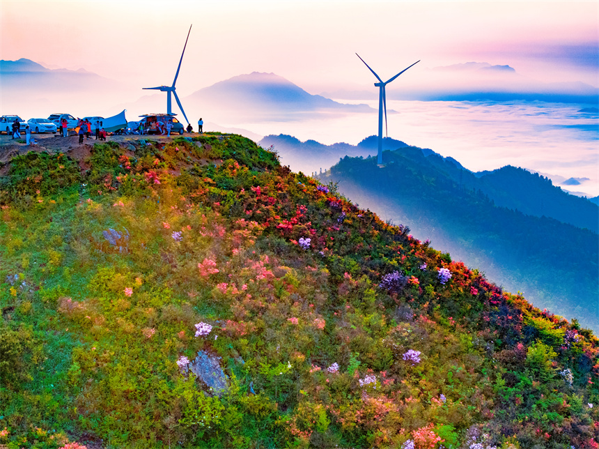 In pics: Magnificent view of blooming azalea flowers in E China's Jiangxi