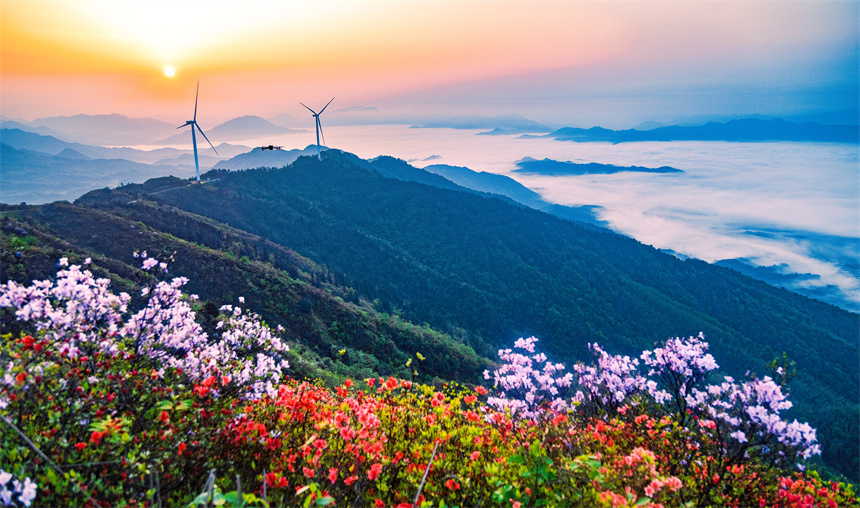 In pics: Magnificent view of blooming azalea flowers in E China's Jiangxi