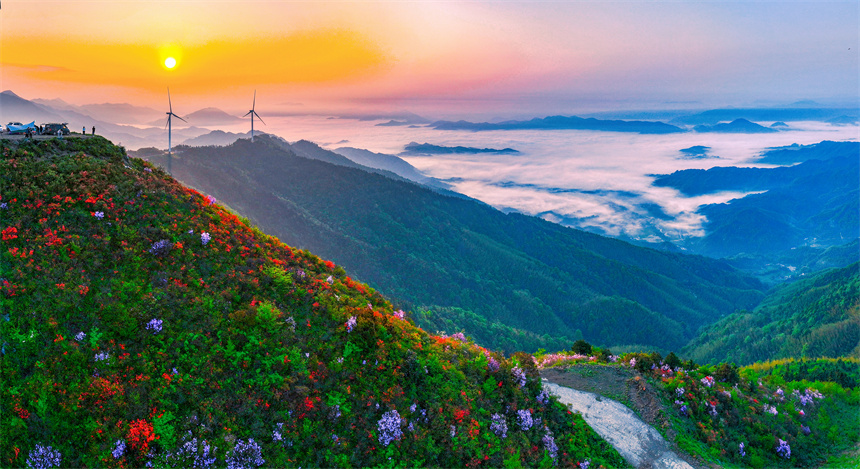 In pics: Magnificent view of blooming azalea flowers in E China's Jiangxi