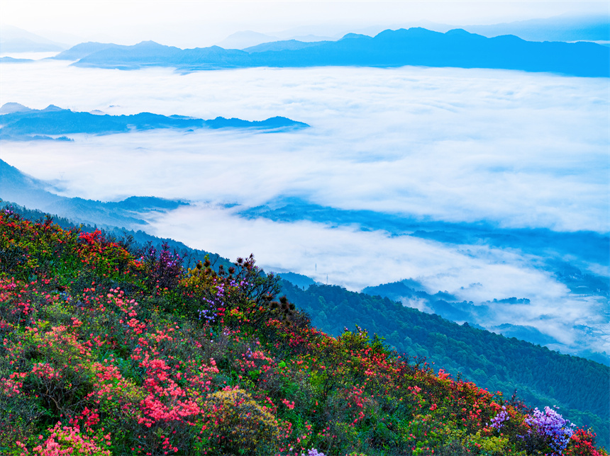 In pics: Magnificent view of blooming azalea flowers in E China's Jiangxi