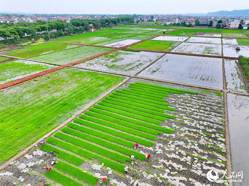 Farmers transplant rice seedlings in Suichuan, E China's Jiangxi