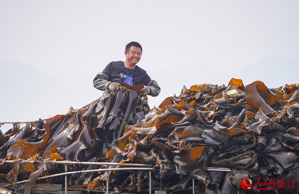 In pics: Farmers harvest kelp in Ningbo, E China's Zhejiang