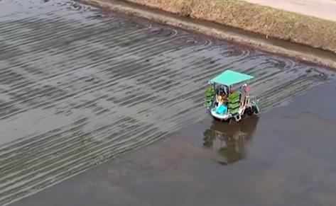 Rice transplanting with machinery