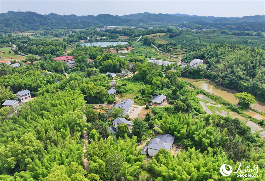 Yifeng county in E China's Jiangxi cultivates thriving bamboo industry