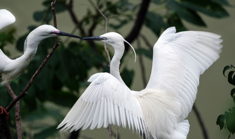 Sound environment attracts rising number of birds to Jianhe, China's Guizhou