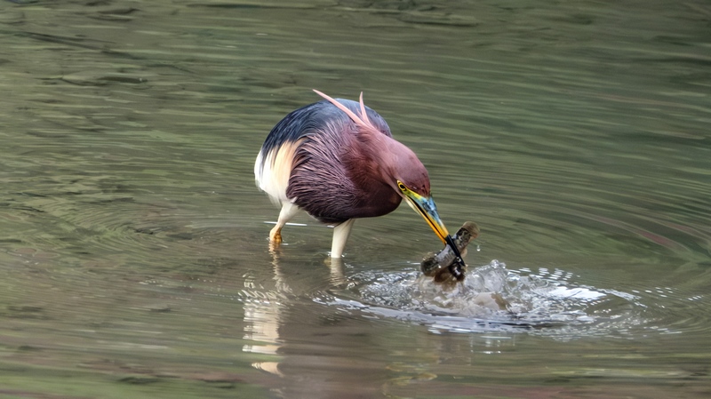 Sound environment attracts rising number of birds to Jianhe, China's Guizhou