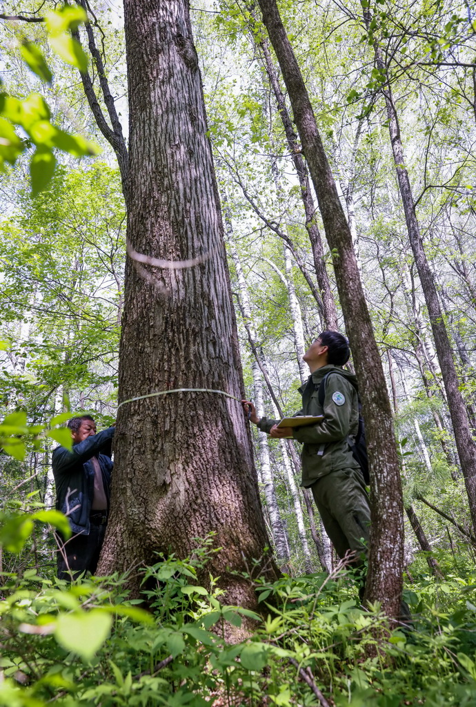 Researcher devoted to safeguarding ecosystem stability in China's Changbai Mountains