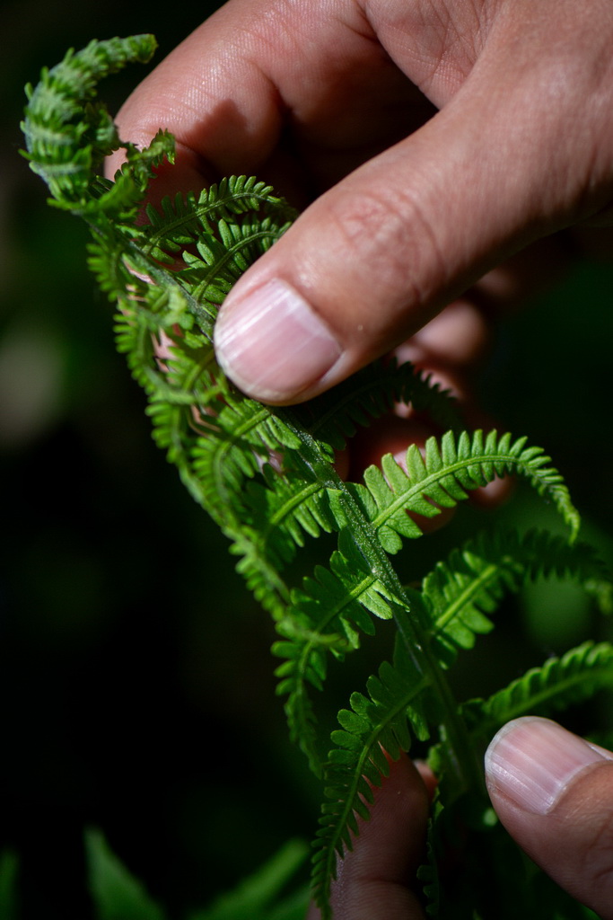 Researcher devoted to safeguarding ecosystem stability in China's Changbai Mountains