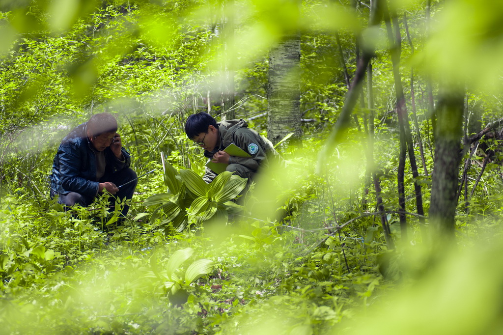 Researcher devoted to safeguarding ecosystem stability in China's Changbai Mountains