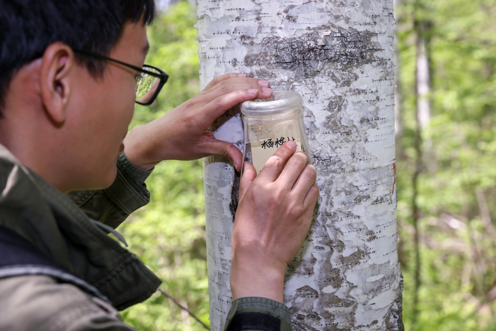 Researcher devoted to safeguarding ecosystem stability in China's Changbai Mountains