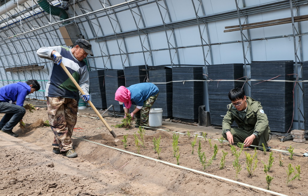 Researcher devoted to safeguarding ecosystem stability in China's Changbai Mountains