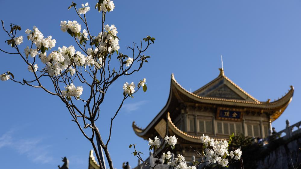 Scenery of azalea blossoms on summit of Mount Emei, SW China