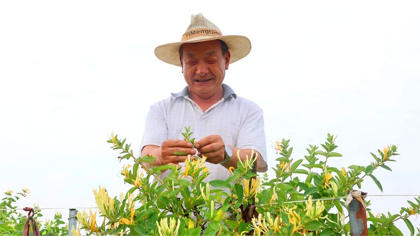 Honeysuckle harvests in C China’s Henan