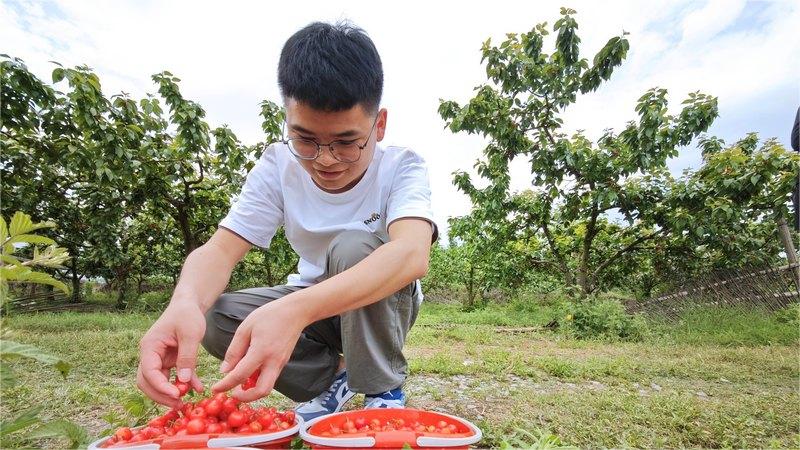 Trending in China | Enjoy fruit picking in nature's embrace