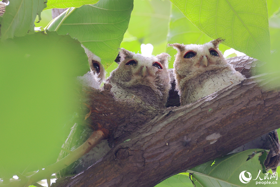 Collared scops owls spotted in Xiamen, SE China's Fujian