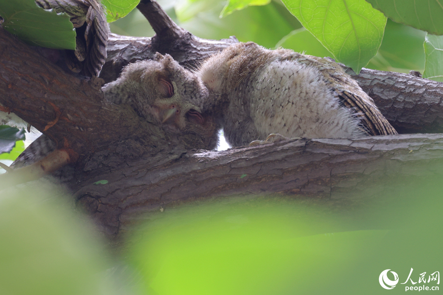 Collared scops owls spotted in Xiamen, SE China's Fujian