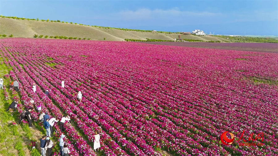 Various kinds of flowers blossom in Ili, NW China's Xinjiang