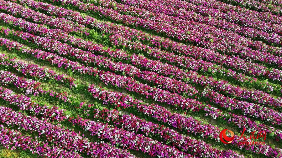 Various kinds of flowers blossom in Ili, NW China's Xinjiang