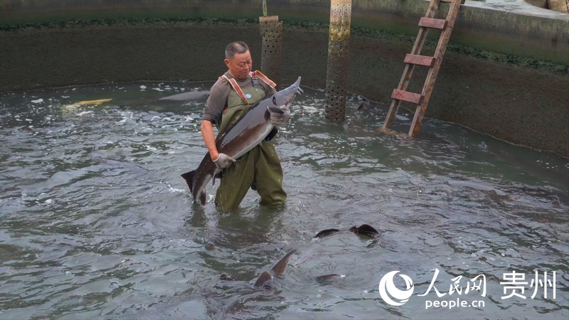 Sturgeons farmed in SW China's Guizhou reach bigger markets