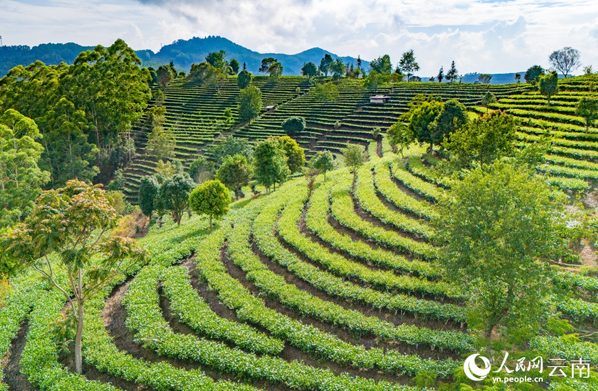 Farmers harvest tea leaves in Menglian county, SW China's Yunnan