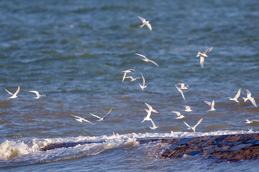 Improved coastal environment makes Xiamen a good habitat for birds