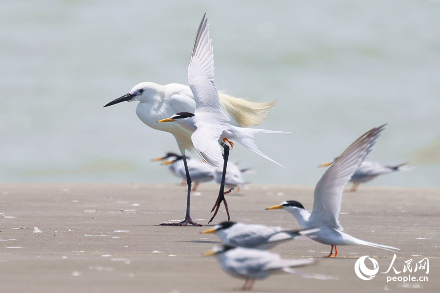 Improved coastal environment makes Xiamen a good habitat for birds