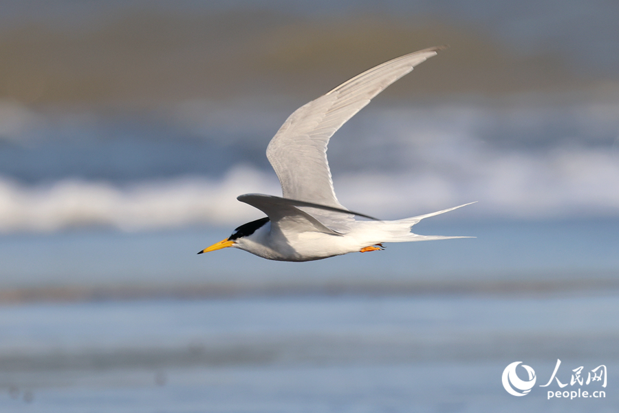 Improved coastal environment makes Xiamen a good habitat for birds