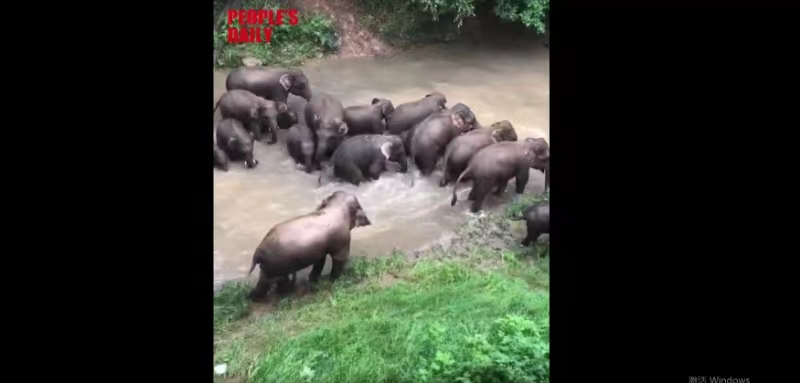 Asian elephant family frolics in river