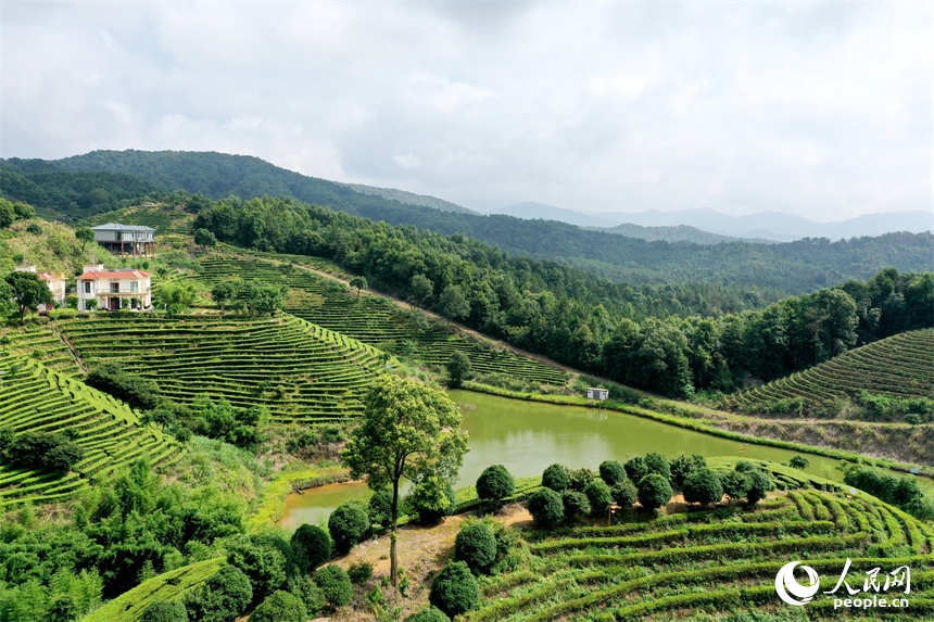 In pics: Picturesque scenery of ecological white tea garden in Jing'an, E China's Jiangxi