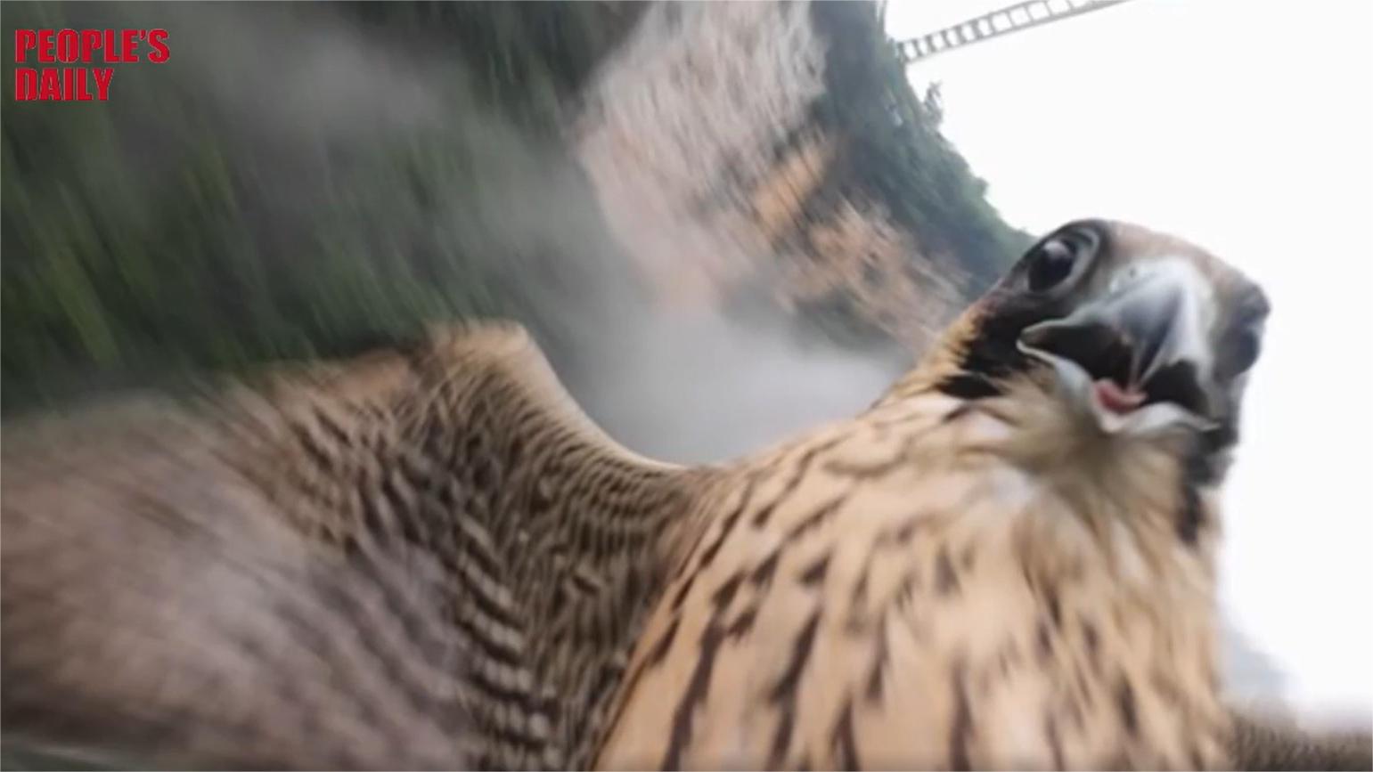 Thrilling moment peregrine falcon attacks drone in mid-air