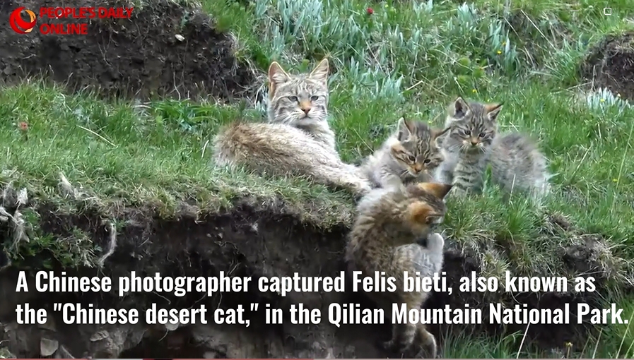 Chinese desert cats photographed in the wild