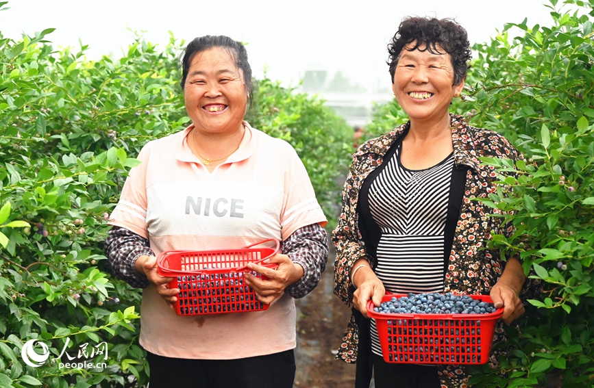 Blueberries sweeten farmers' life in Sheqi county, C China's Henan