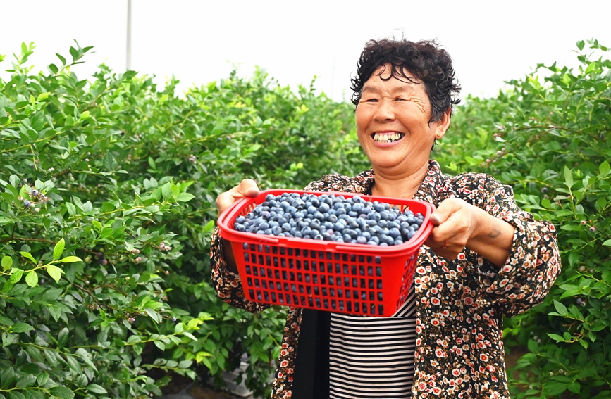 Blueberries sweeten farmers' life in Sheqi county, C China's Henan