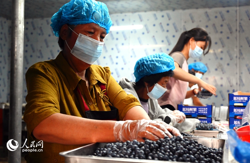 Blueberries sweeten farmers' life in Sheqi county, C China's Henan