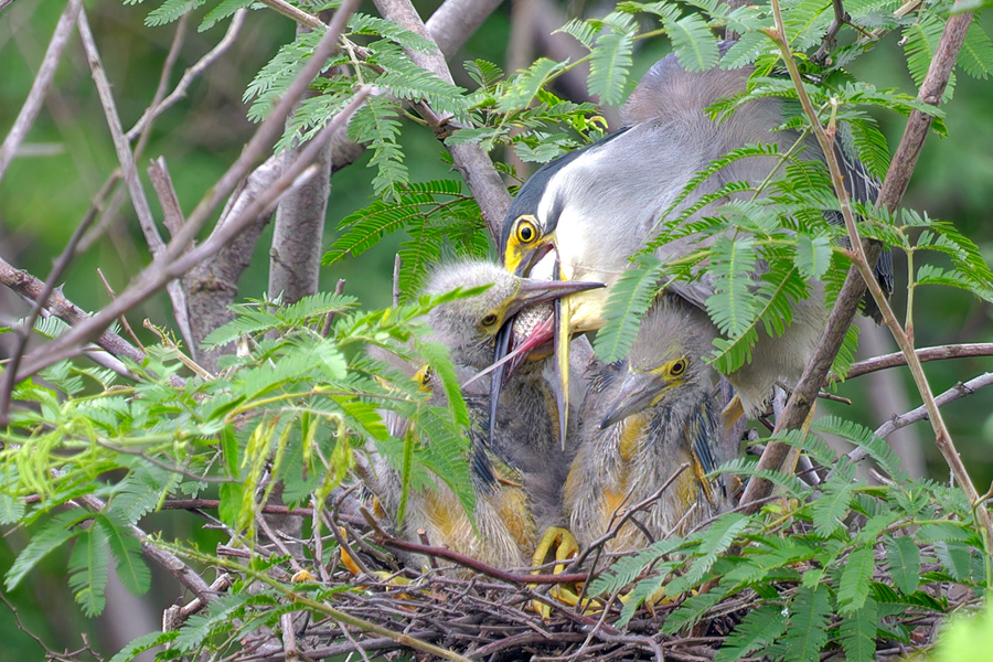 In pics: Green-backed herons spotted in SE China's Xiamen