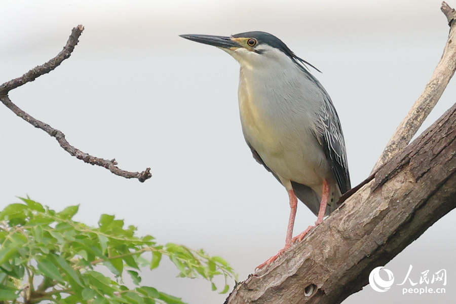 In pics: Green-backed herons spotted in SE China's Xiamen